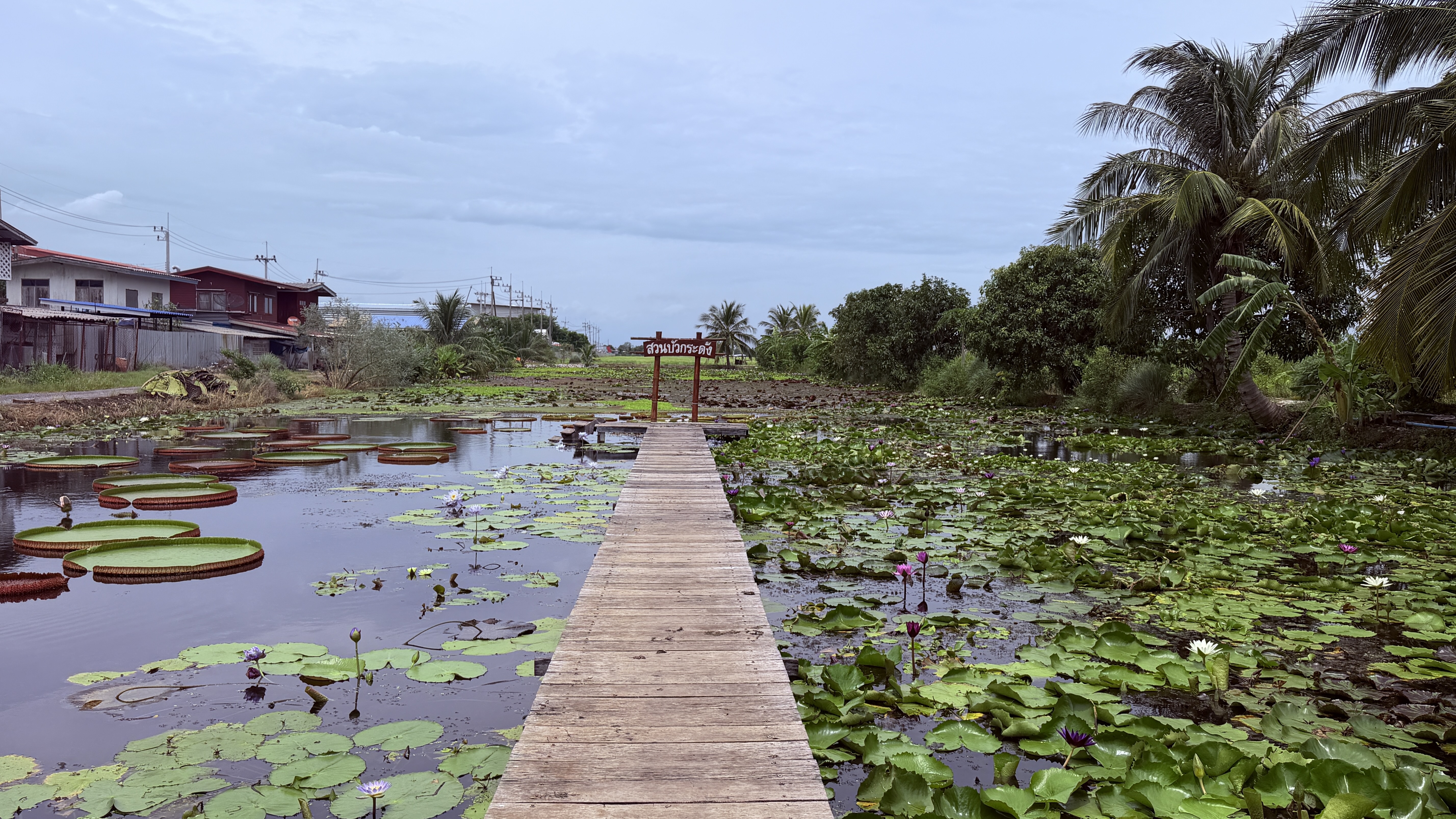 ภาพรวมสวนบัว