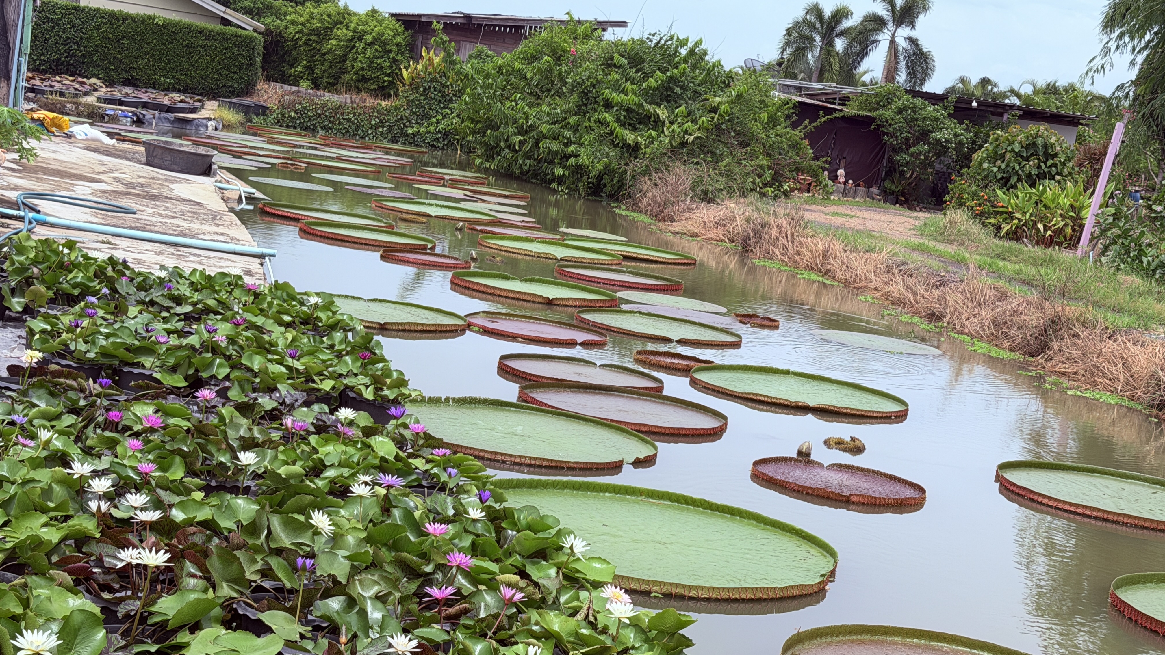 ภาพรวมสวนบัว