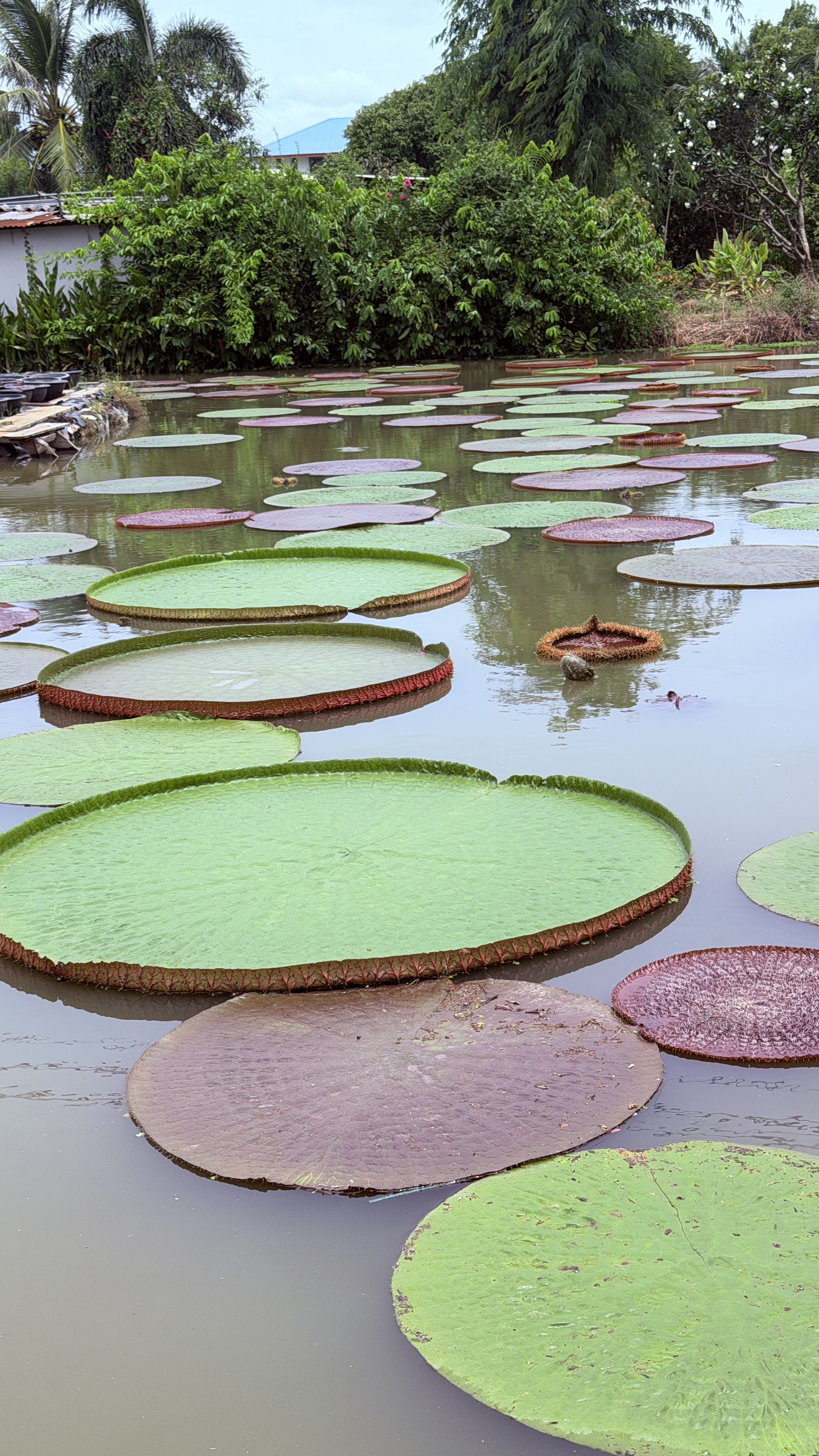 ภาพรวมสวนบัว