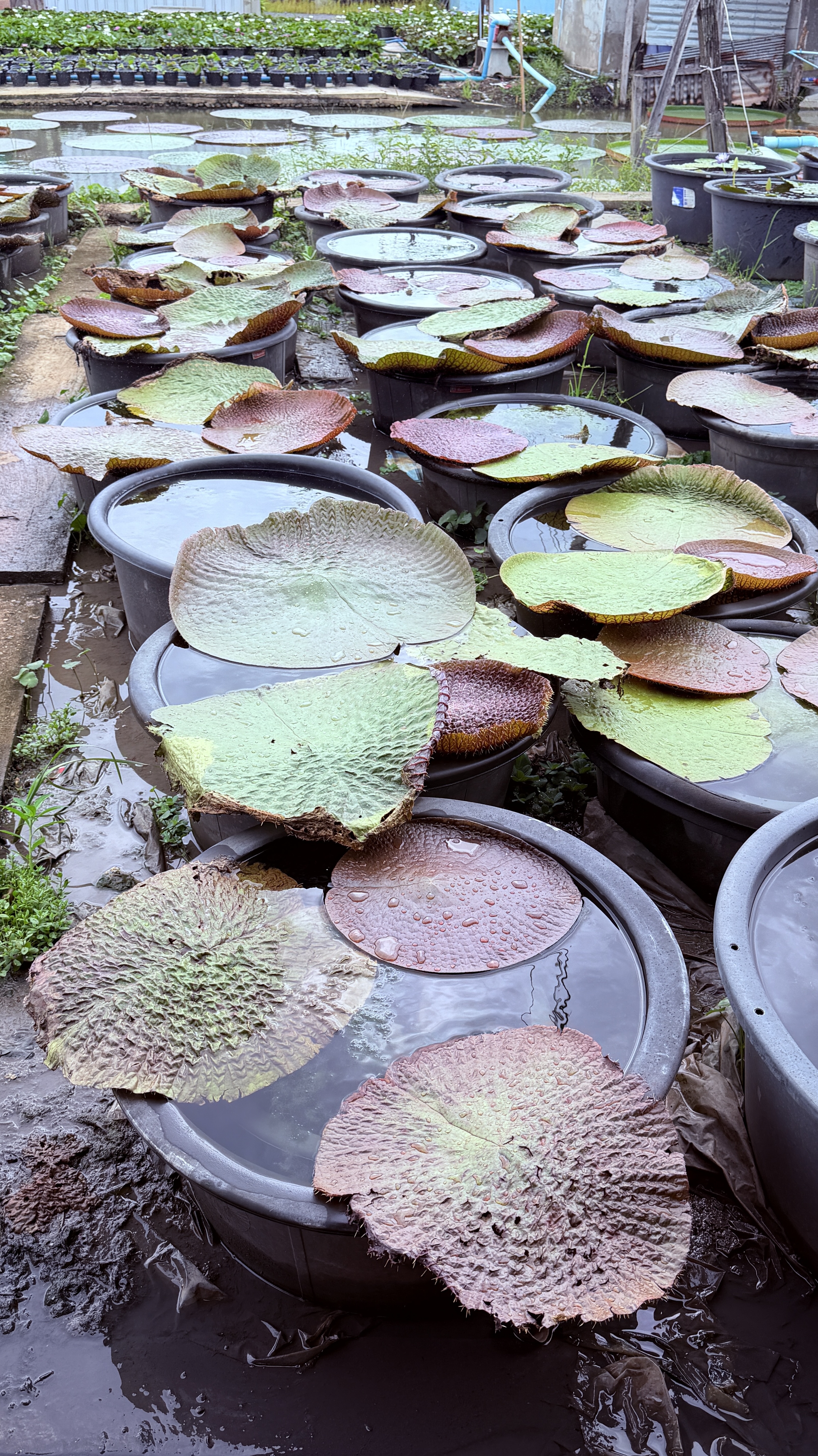 ภาพรวมสวนบัว