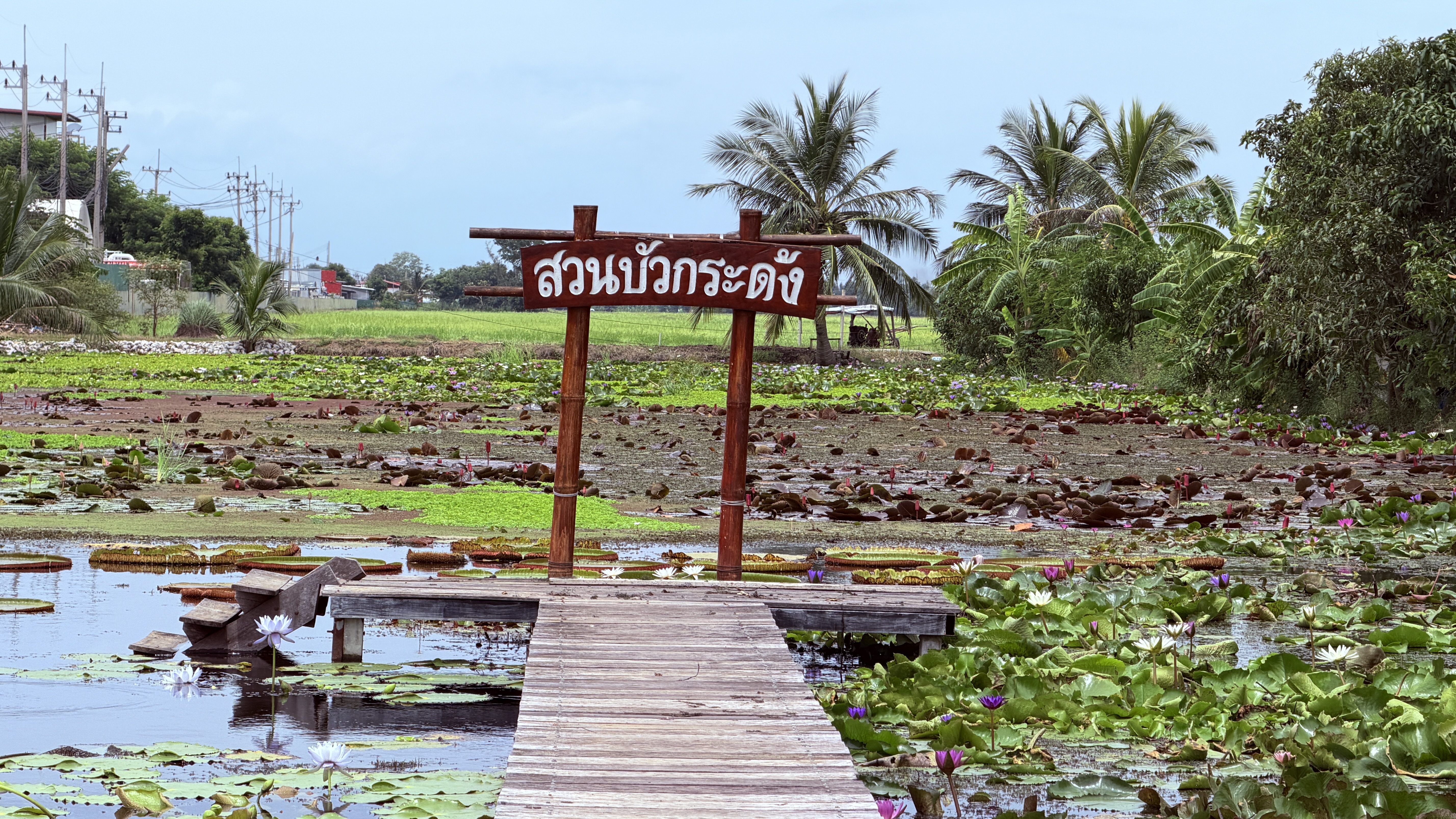 ภาพรวมสวนบัว